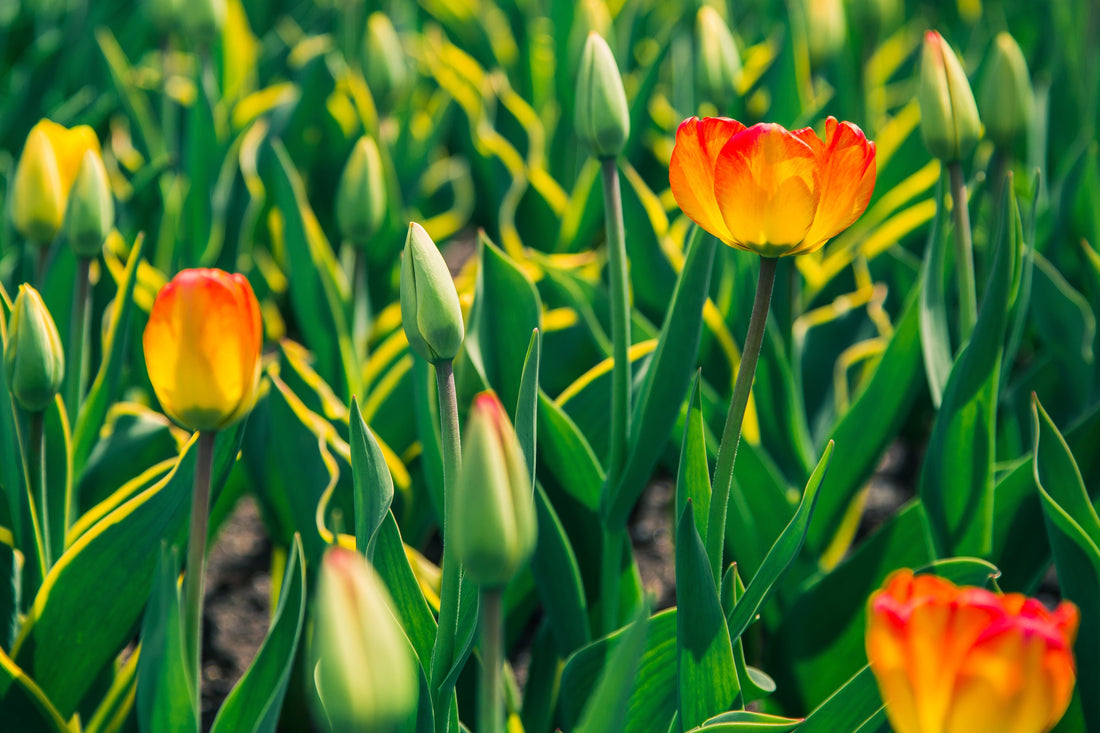 Grower saves tulip crop with drone